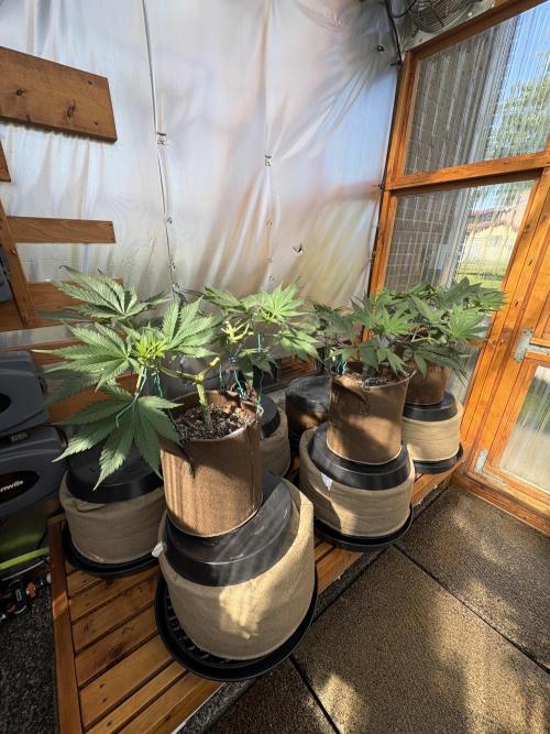 Blue Dynamite - Summer 2026. Week 9 - Greenhouse Back Bench - Day 62