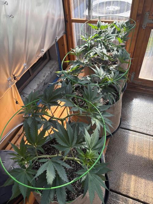 Blue Dynamite - Summer 2026. Week 9 - Greenhouse Back Bench - Day 63