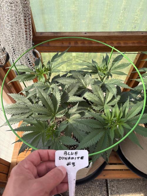Blue Dynamite - Summer 2026. Week 9 - Blue Dynamite #3 - Day 63