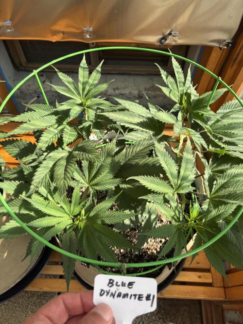 Blue Dynamite - Summer 2026. Week 9 - Blue Dynamite #1 - Day 63