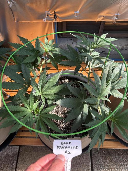 Blue Dynamite - Summer 2026. Week 9 - Blue Dynamite #2 - Day 63