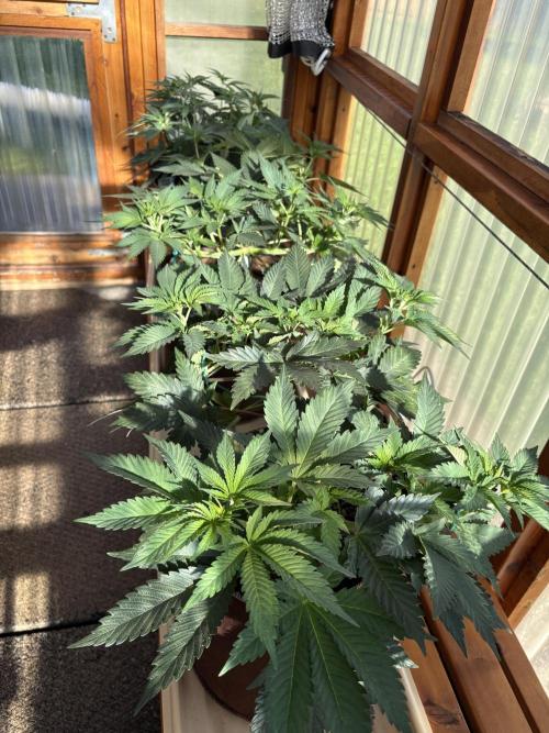 Blue Dynamite - Summer 2026. Week 9 - Greenhouse Front Bench - Day 58