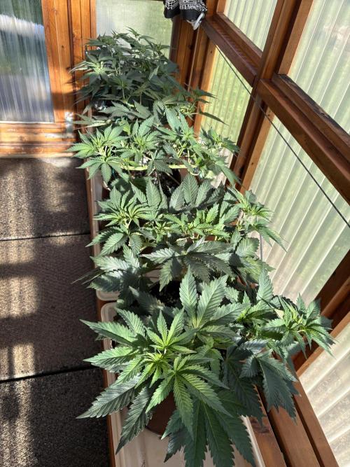 Purple Romulan - Summer 2026. Week 9 - Greenhouse Front Bench - Day 58