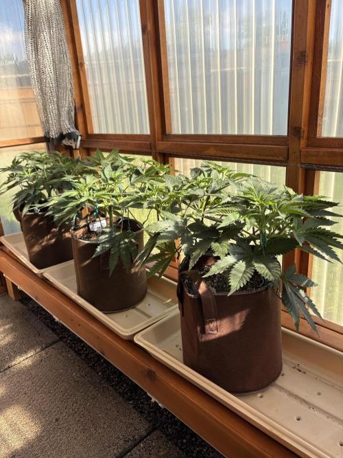 Purple Romulan - Summer 2026. Week 9 - Greenhouse Front Bench - Day 58