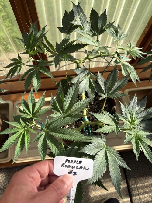 Purple Romulan - Summer 2026. Week 9 - Purple Romulan #2 - Day 58