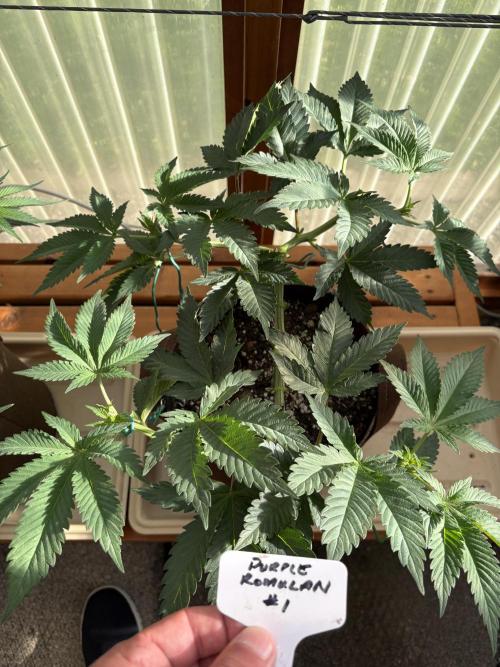 Purple Romulan - Summer 2026. Week 9 - Purple Romulan #1 - Day 58