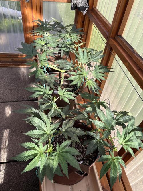 Purple Romulan - Summer 2026. Week 9 - Greenhouse Front Bench - Day 59