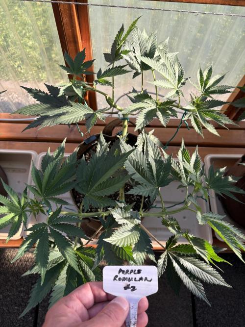 Purple Romulan - Summer 2026. Week 9 - Purple Romulan #2 - Day 61