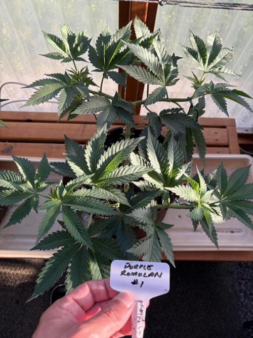 Purple Romulan - Summer 2026. Week 9 - Purple Romulan #1 - Day 61