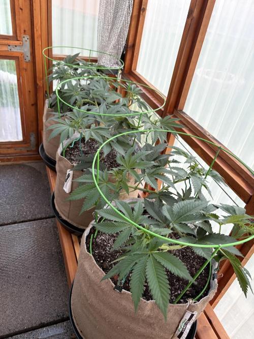 Purple Romulan - Summer 2026. Week 9 - Greenhouse Front Bench - Day 63