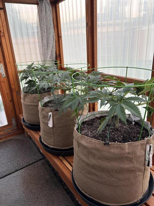 Purple Romulan - Summer 2026. Week 9 - Greenhouse Front Bench - Day 63