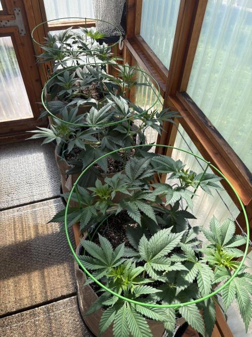 Purple Romulan - Summer 2026. Week 9 - Greenhouse Front Bench - Day 63