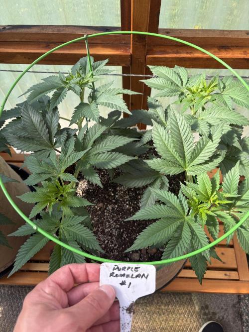 Purple Romulan - Summer 2026. Week 9 - Purple Romulan #1 - Day 63