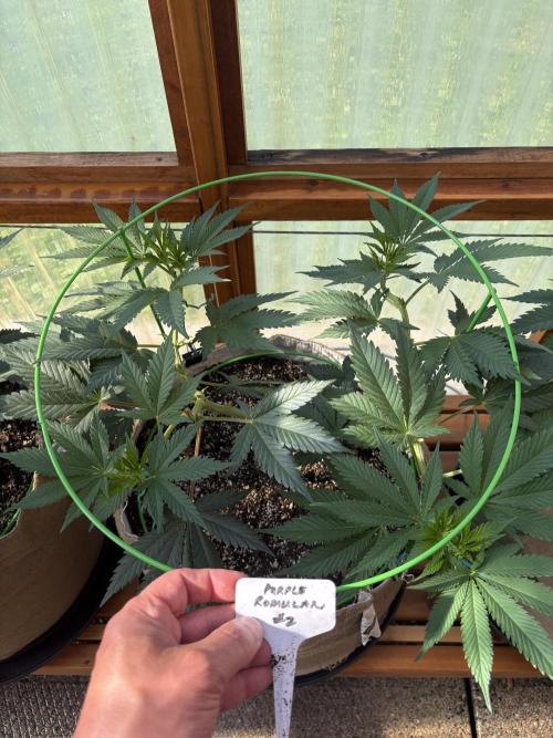 Purple Romulan - Summer 2026. Week 9 - Purple Romulan #2 - Day 63