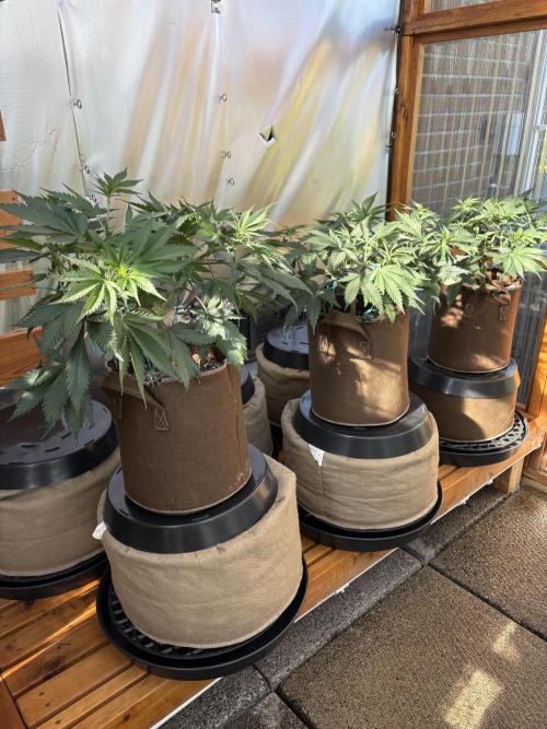 GrapeGod - Summer 2026. Week 9 - Greenhouse Back Bench - Day 58