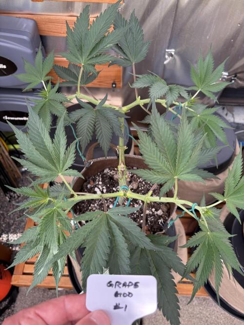 GrapeGod - Summer 2026. Week 9 - GrapeGod #1 - Day 58