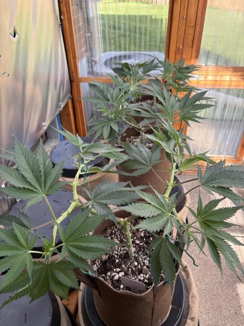GrapeGod - Summer 2026. Week 9 - Greenhouse Back Bench - Day 59
