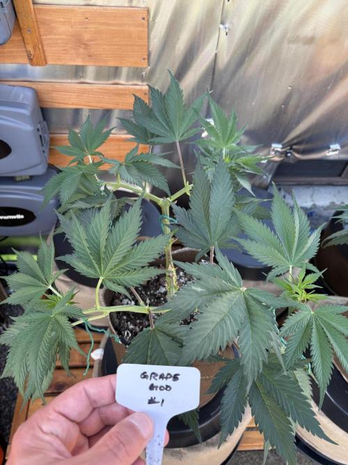 GrapeGod - Summer 2026. Week 9 - GrapeGod #1 - Day 61