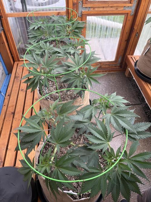 GrapeGod - Summer 2026. Week 9 - Greenhouse Back Bench - Day 63
