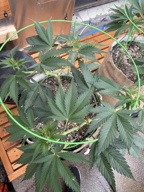 GrapeGod - Summer 2026. Week 9 - GrapeGod #1 - Day 63