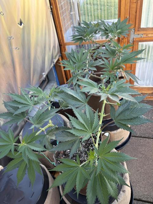 GrapeGod - Summer 2026. Week 9 - Greenhouse Back Bench - Day 61
