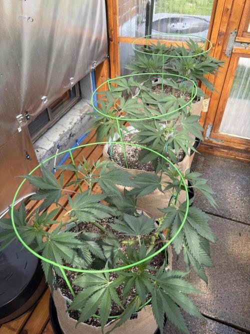 Blue Dynamite - Summer 2026. Week 10 - Greenhouse Back Bench - Day 65
