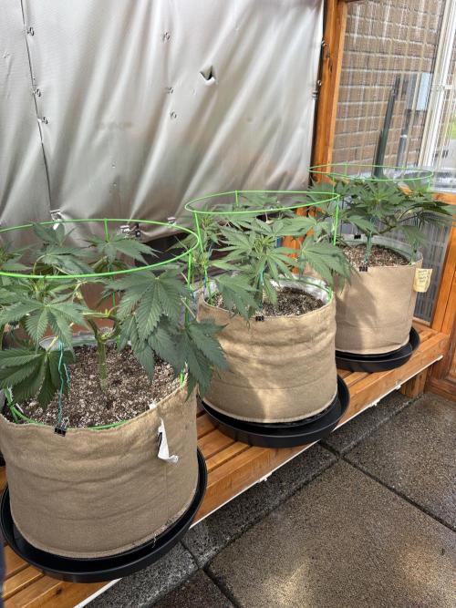 Blue Dynamite - Summer 2026. Week 10 - Greenhouse Back Bench - Day 65