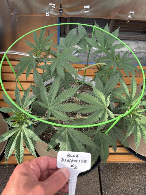 Blue Dynamite - Summer 2026. Week 10 - Blue Dynamite #2 - Day 65