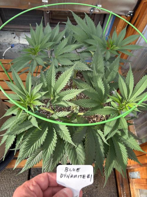 Blue Dynamite - Summer 2026. Week 10 - Blue Dynamite #1 - Day 65