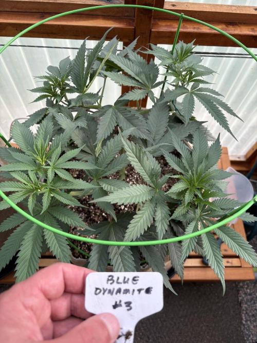 Blue Dynamite - Summer 2026. Week 10 - Blue Dynamite #3 - Day 65