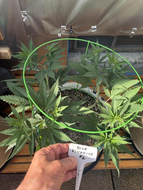 Blue Dynamite - Summer 2026. Week 10 - Blue Dynamite #2 - Day 70