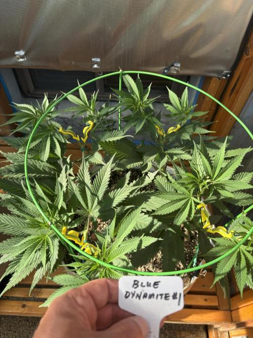 Blue Dynamite - Summer 2026. Week 10 - Blue Dynamite #1 - Day 70