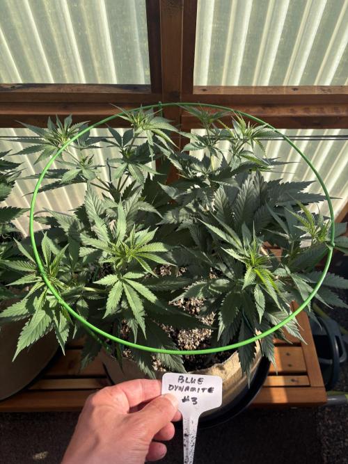 Blue Dynamite - Summer 2026. Week 10 - Blue Dynamite #3 - Day 70