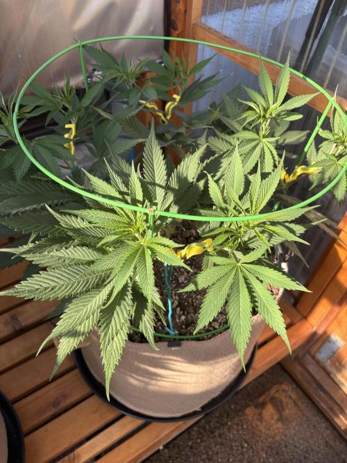 Blue Dynamite - Summer 2026. Week 10 - Blue Dynamite #1 - Day 70