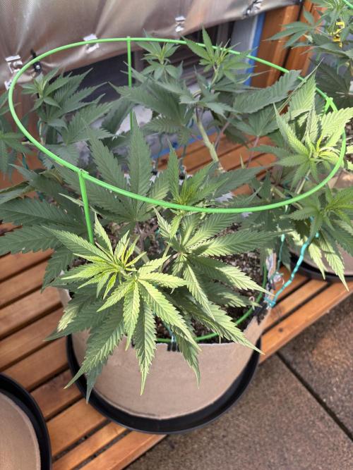 Blue Dynamite - Summer 2026. Week 10 - Blue Dynamite #2 - Day 70