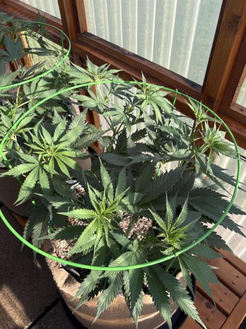 Blue Dynamite - Summer 2026. Week 10 - Blue Dynamite #3 - Day 70