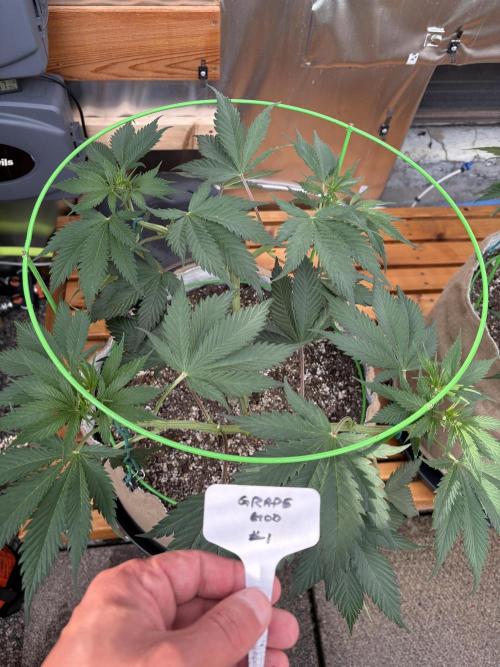 GrapeGod - Summer 2026. Week 10 - GrapeGod #1 - Day 65