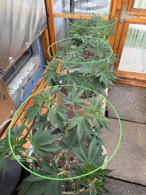 GrapeGod - Summer 2026. Week 10 - Greenhouse Back Bench - Day 65