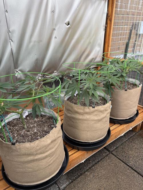 GrapeGod - Summer 2026. Week 10 - Greenhouse Back Bench - Day 65