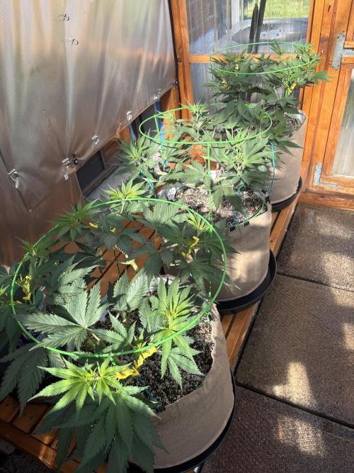 GrapeGod - Summer 2026. Week 10 - Greenhouse Back Bench - Day 70