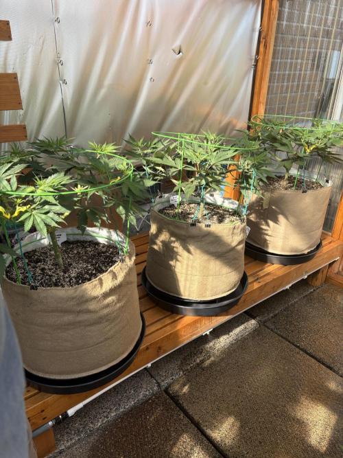 GrapeGod - Summer 2026. Week 10 - Greenhouse Back Bench - Day 70
