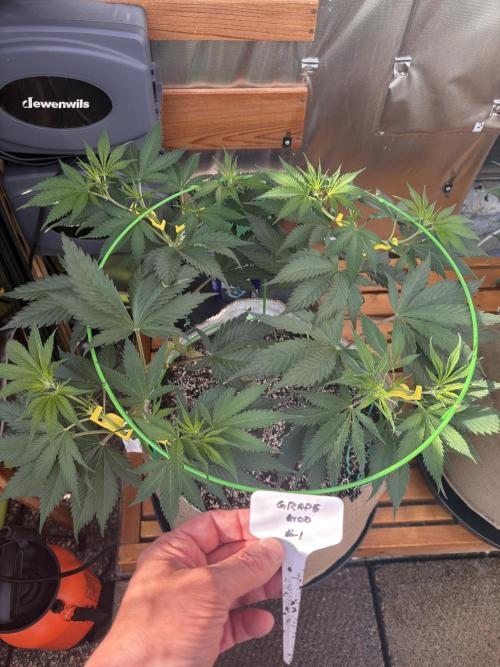 GrapeGod - Summer 2026. Week 10 - GrapeGod #1 - Day 70
