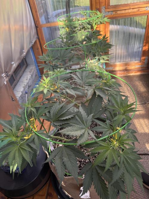 GrapeGod - Summer 2026. Week 10 - Greenhouse Back Bench - Day 70