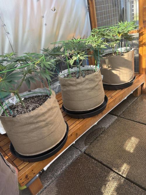 GrapeGod - Summer 2026. Week 10 - Greenhouse Back Bench - Day 70