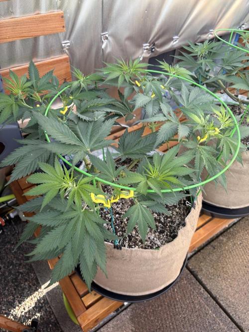GrapeGod - Summer 2026. Week 10 - GrapeGod #1 - Day 70