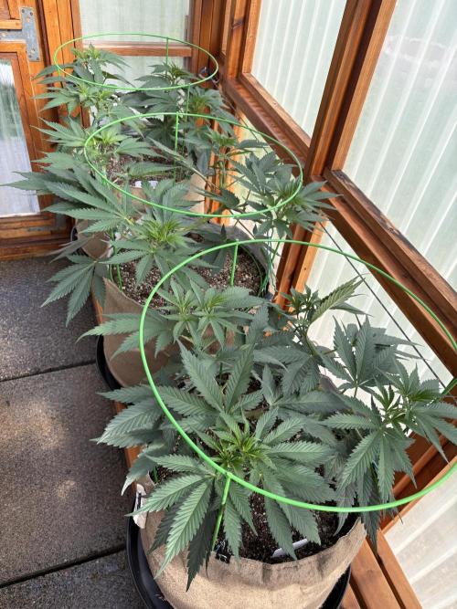 Purple Romulan - Summer 2026. Week 10 - Greenhouse Front Bench - Day 65