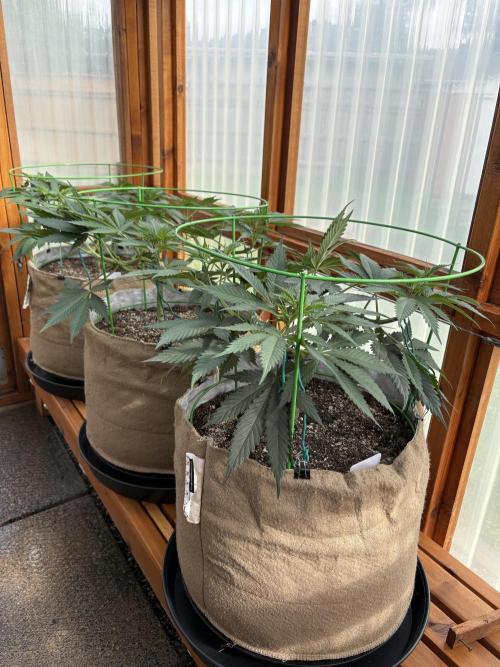 Purple Romulan - Summer 2026. Week 10 - Greenhouse Front Bench - Day 65