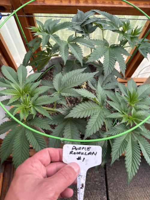 Purple Romulan - Summer 2026. Week 10 - Purple Romulan #1 - Day 65