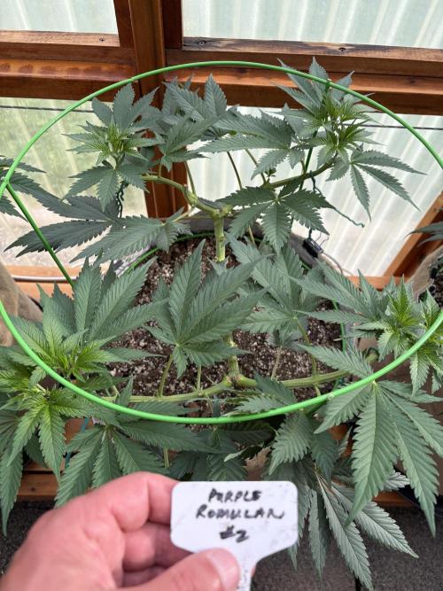 Purple Romulan - Summer 2026. Week 10 - Purple Romulan #2 - Day 65