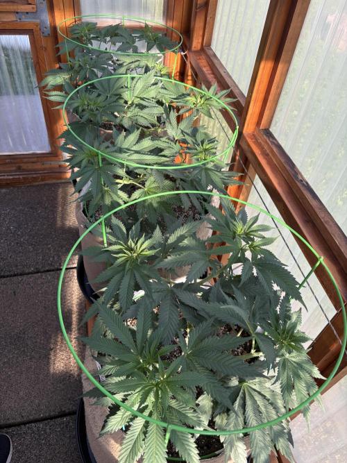 Purple Romulan - Summer 2026. Week 10 - Greenhouse Front Bench - Day 65